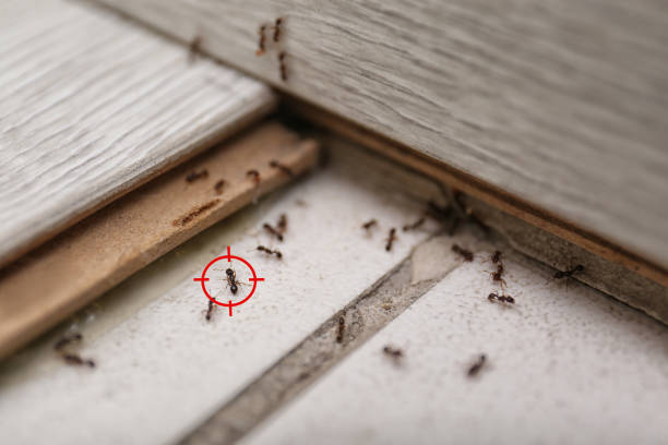 Best Emergency Pest Control  in The Villages, FL